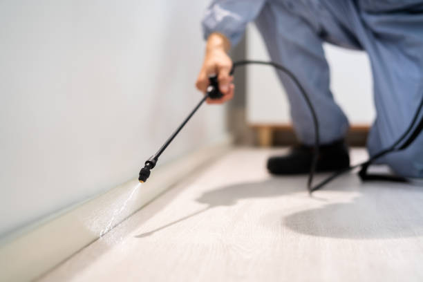 Best Flea Control Services  in Petersburg, MI