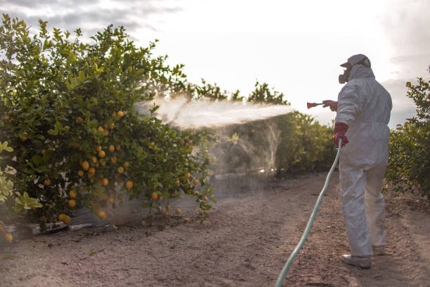 Best Affordable Pest Control Services  in Petersburg, MI