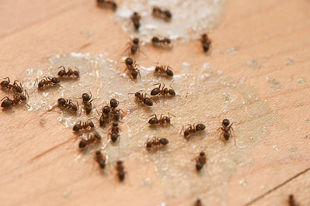 Best Affordable Pest Control Services  in Petersburg, MI