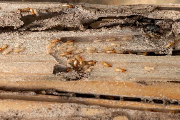 Wildlife Control Services in Petersburg, MI