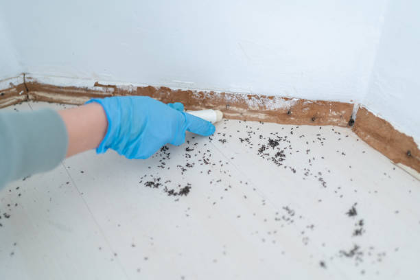 Best Ant Control Services  in Petersburg, MI